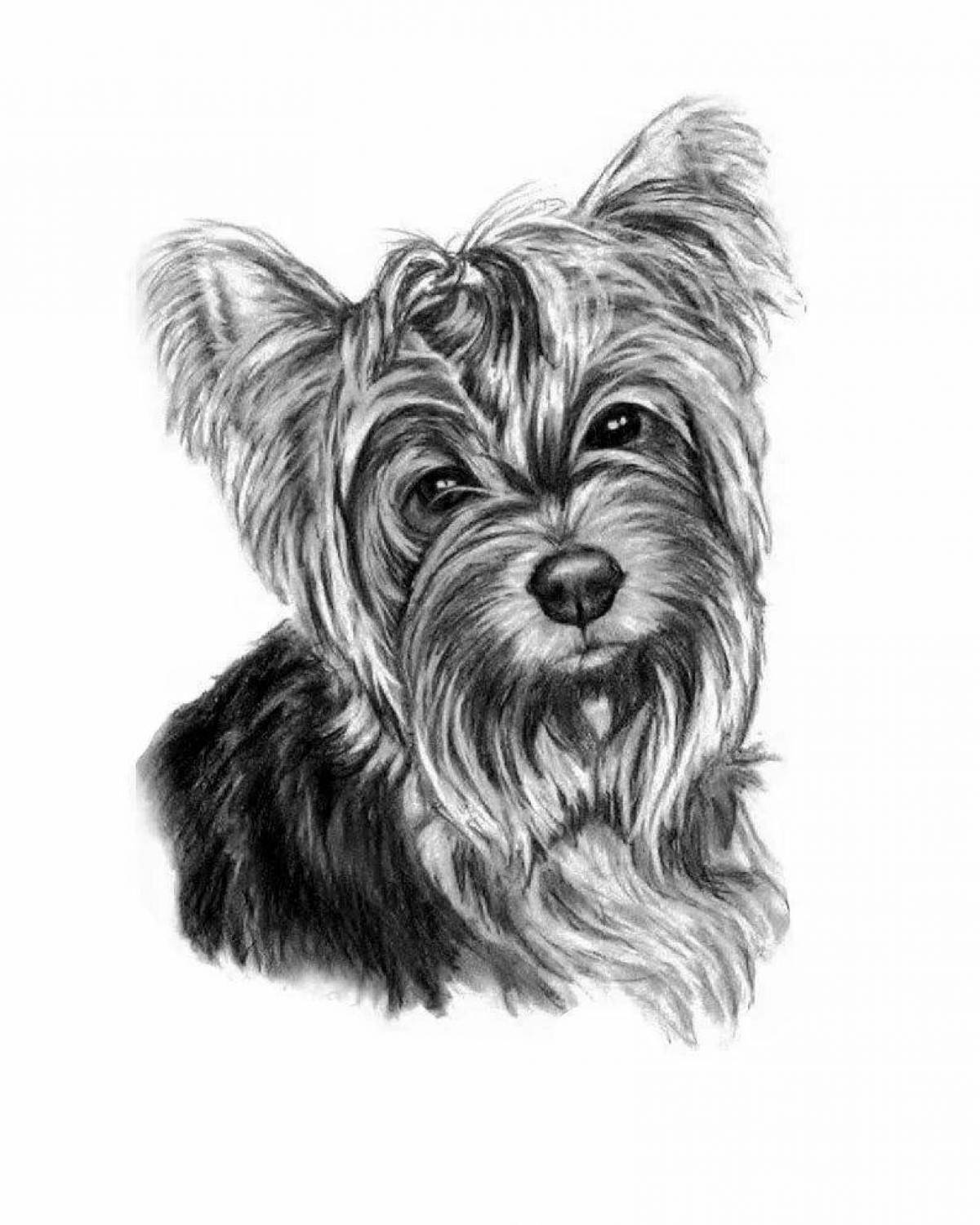 Colouring friendly yorkie