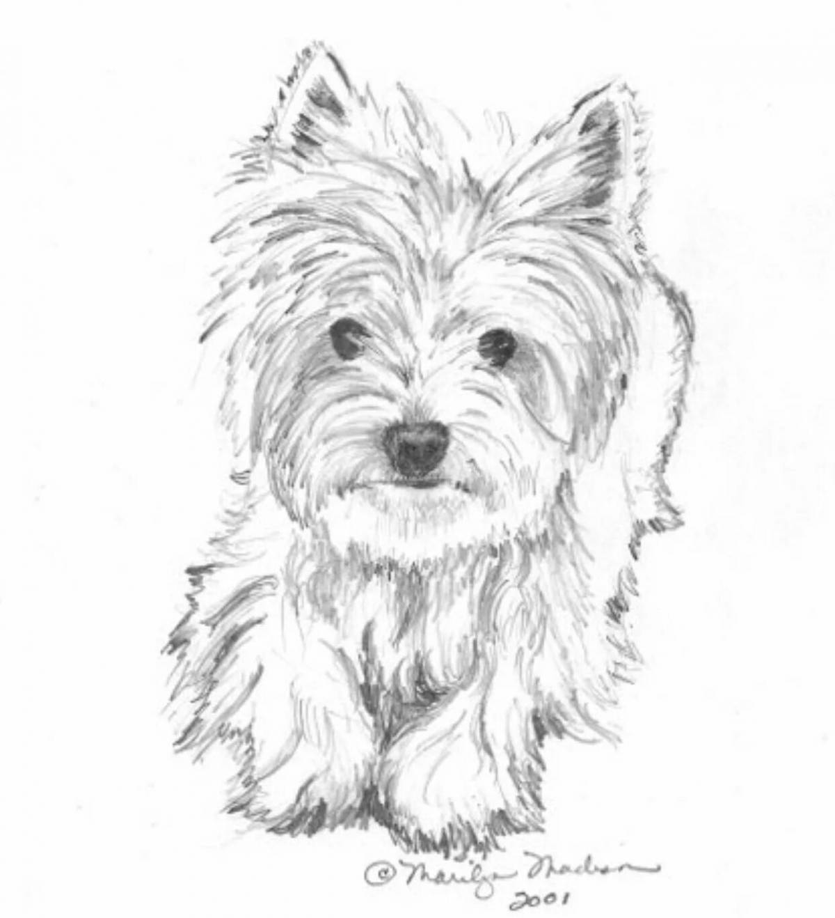 Colorful yorkie coloring book