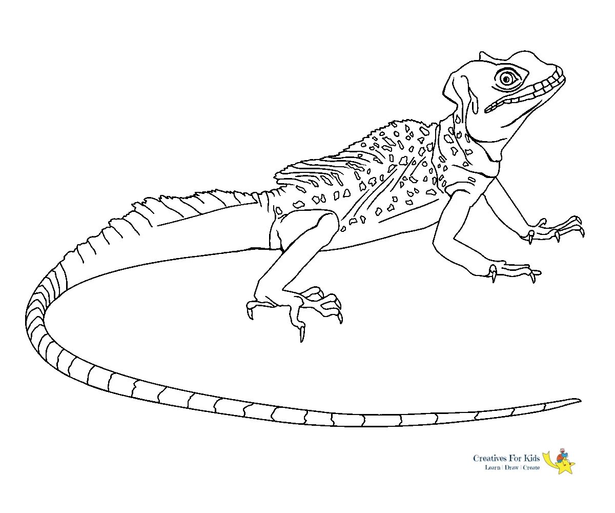Раскраска Раскраска великолепный василиск