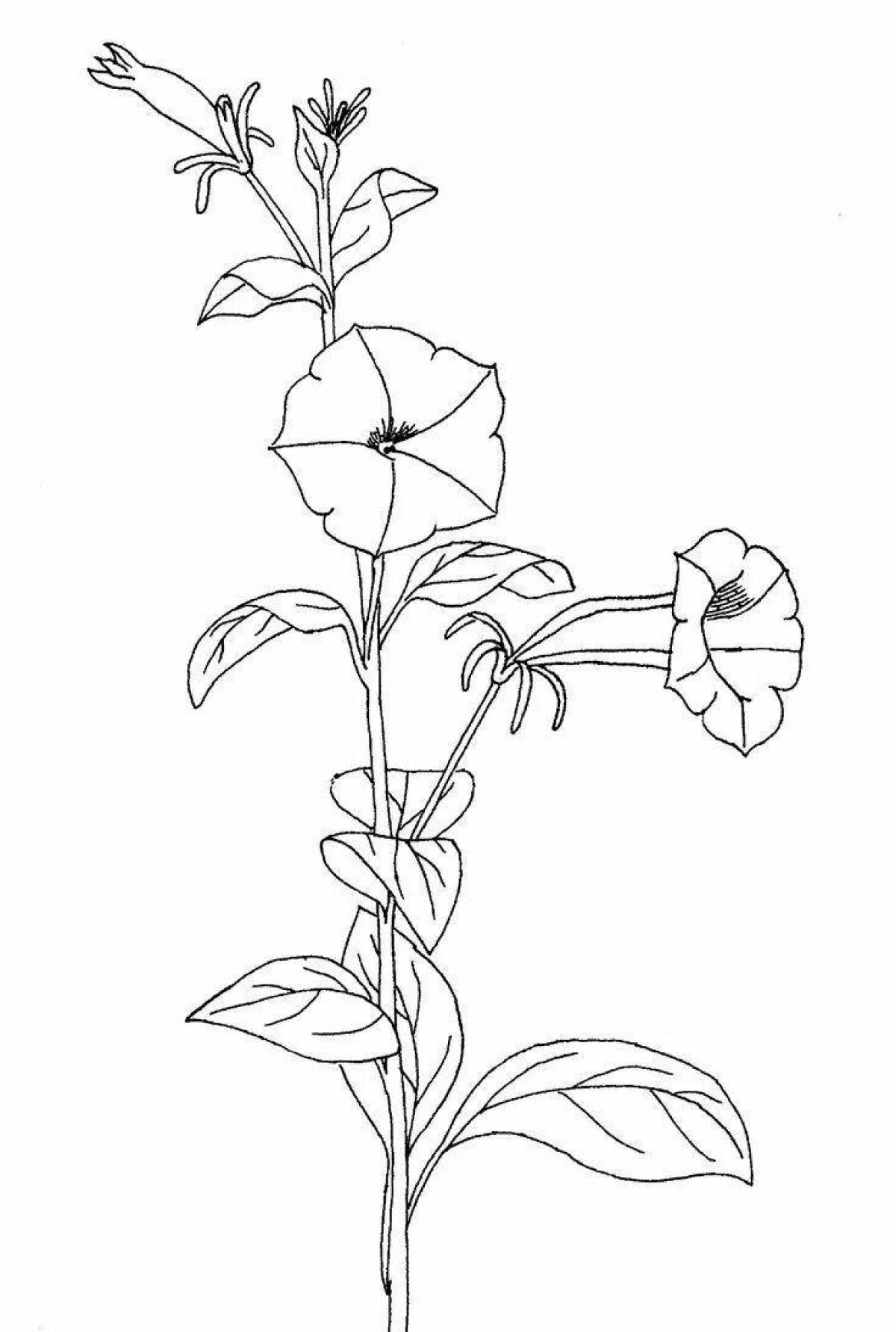 Playful petunias coloring page