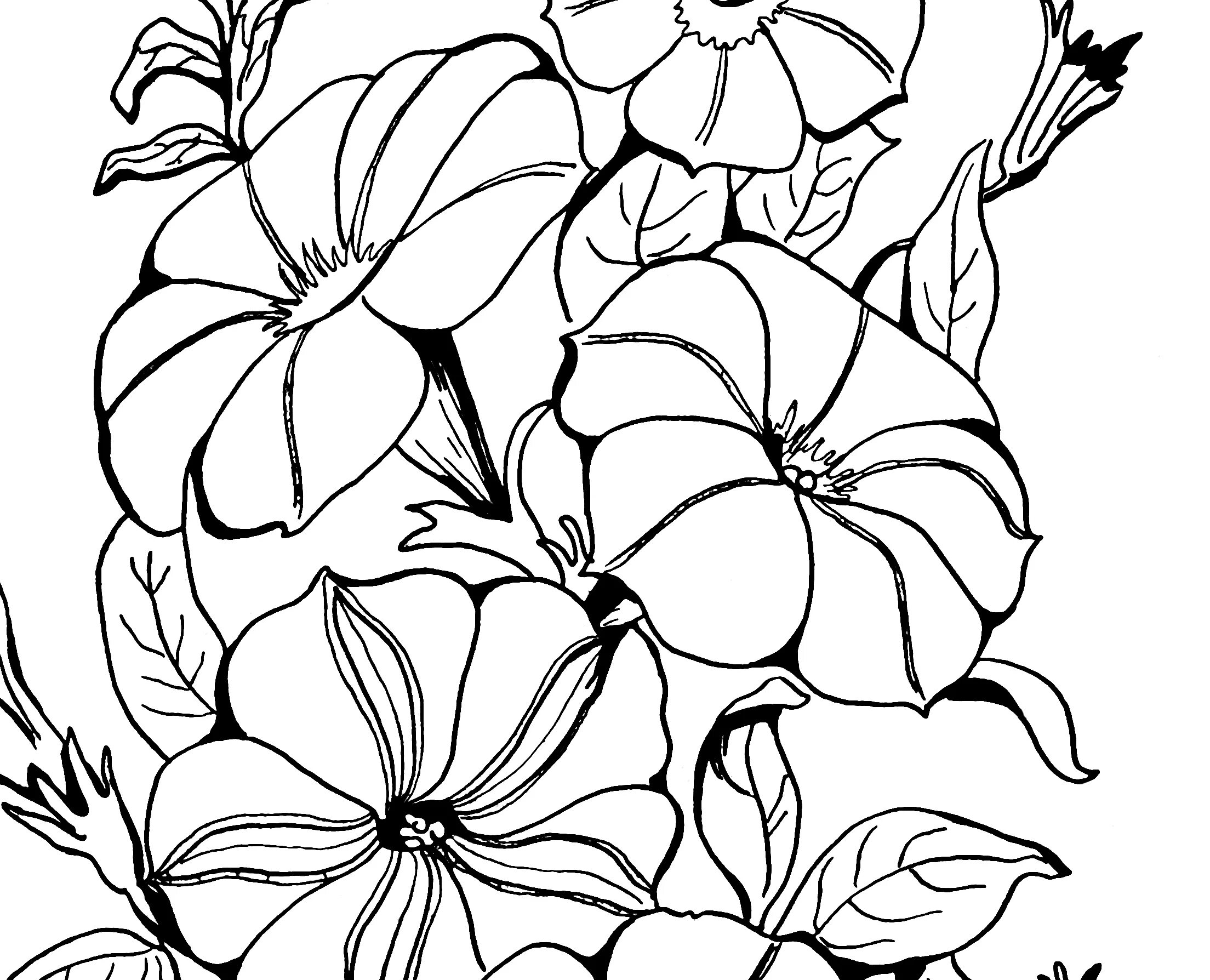 Large petunia coloring page