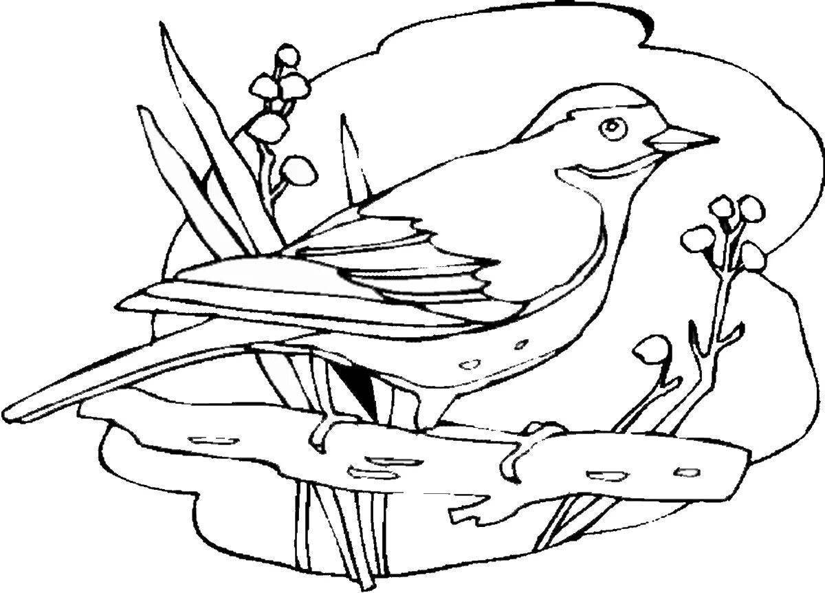 Colorful wagtail coloring page
