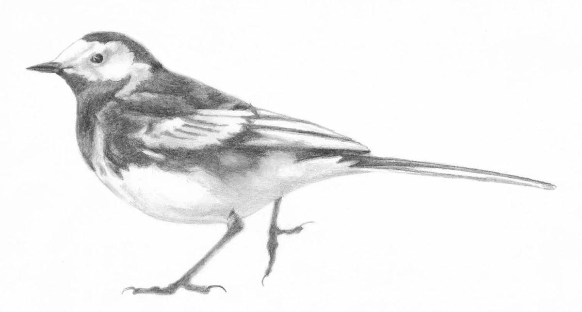 Coloring book funny wagtail