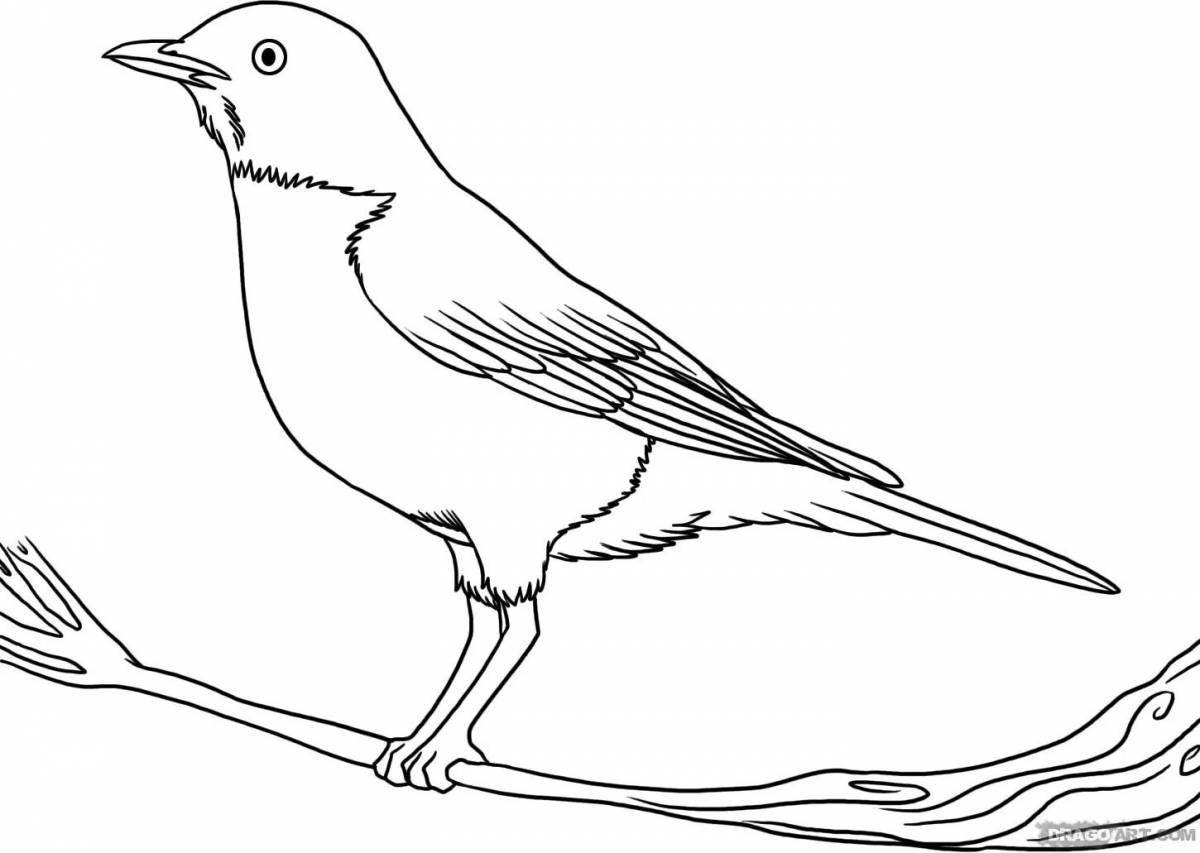 Adorable Wagtail Coloring Page