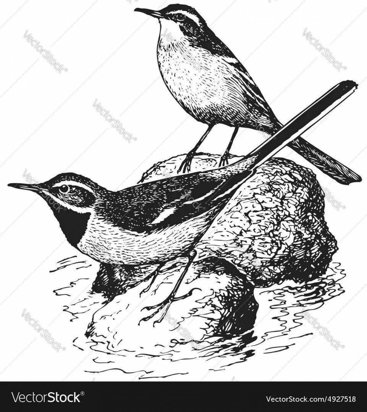 Adorable Wagtail Coloring Page