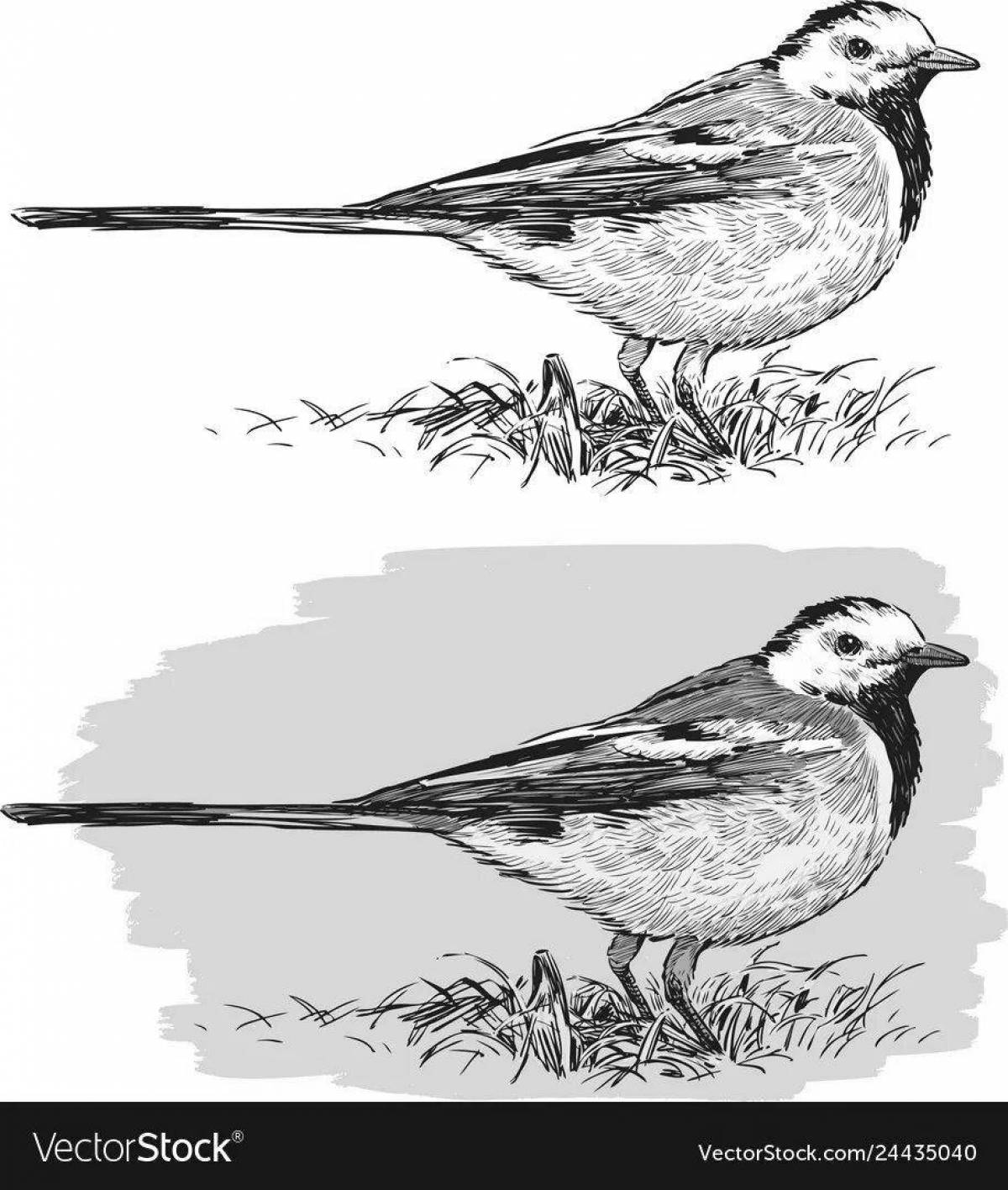 Rampant Wagtail Coloring Page