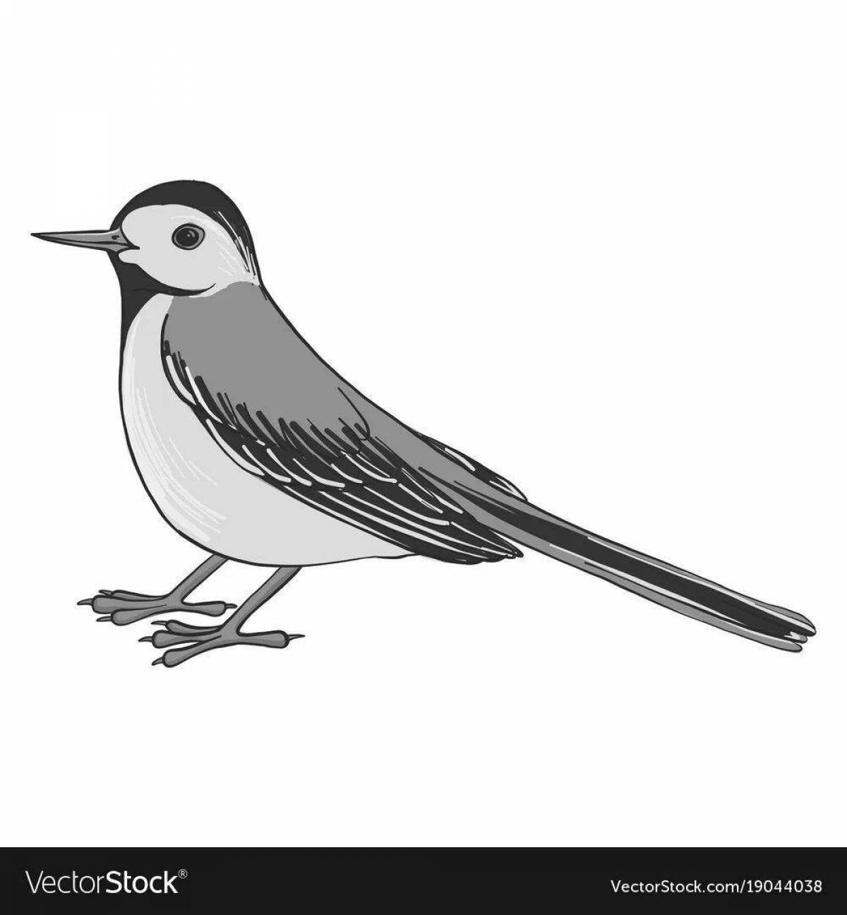 Animated wagtail coloring page