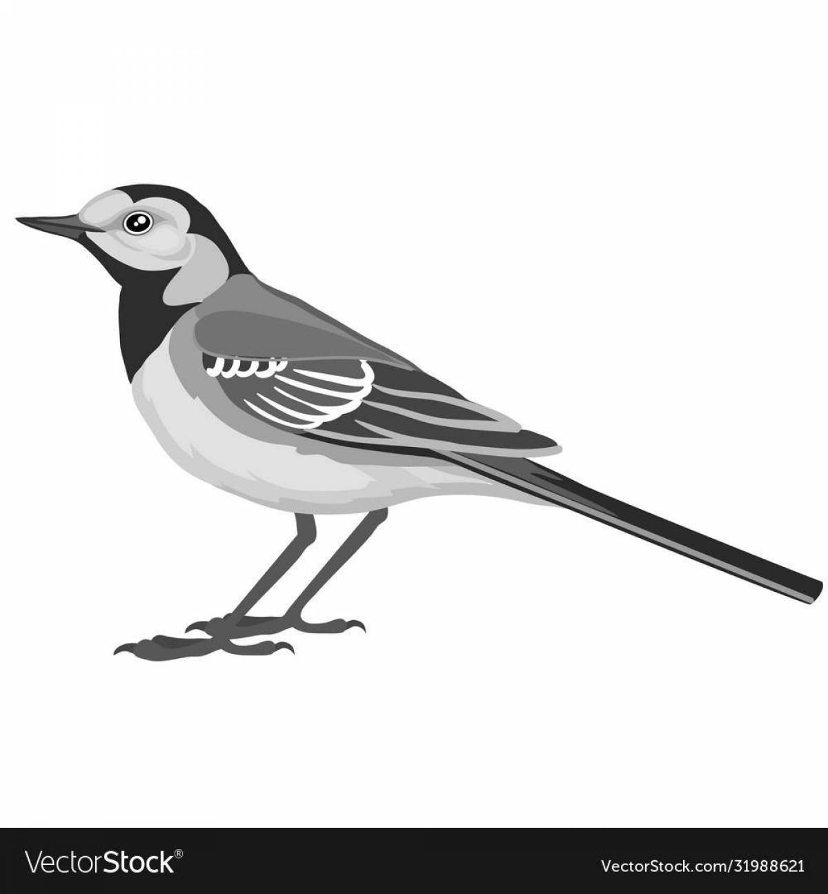 Coloring book live wagtail