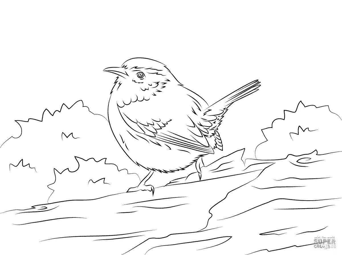 Glittering Wagtail Coloring Page