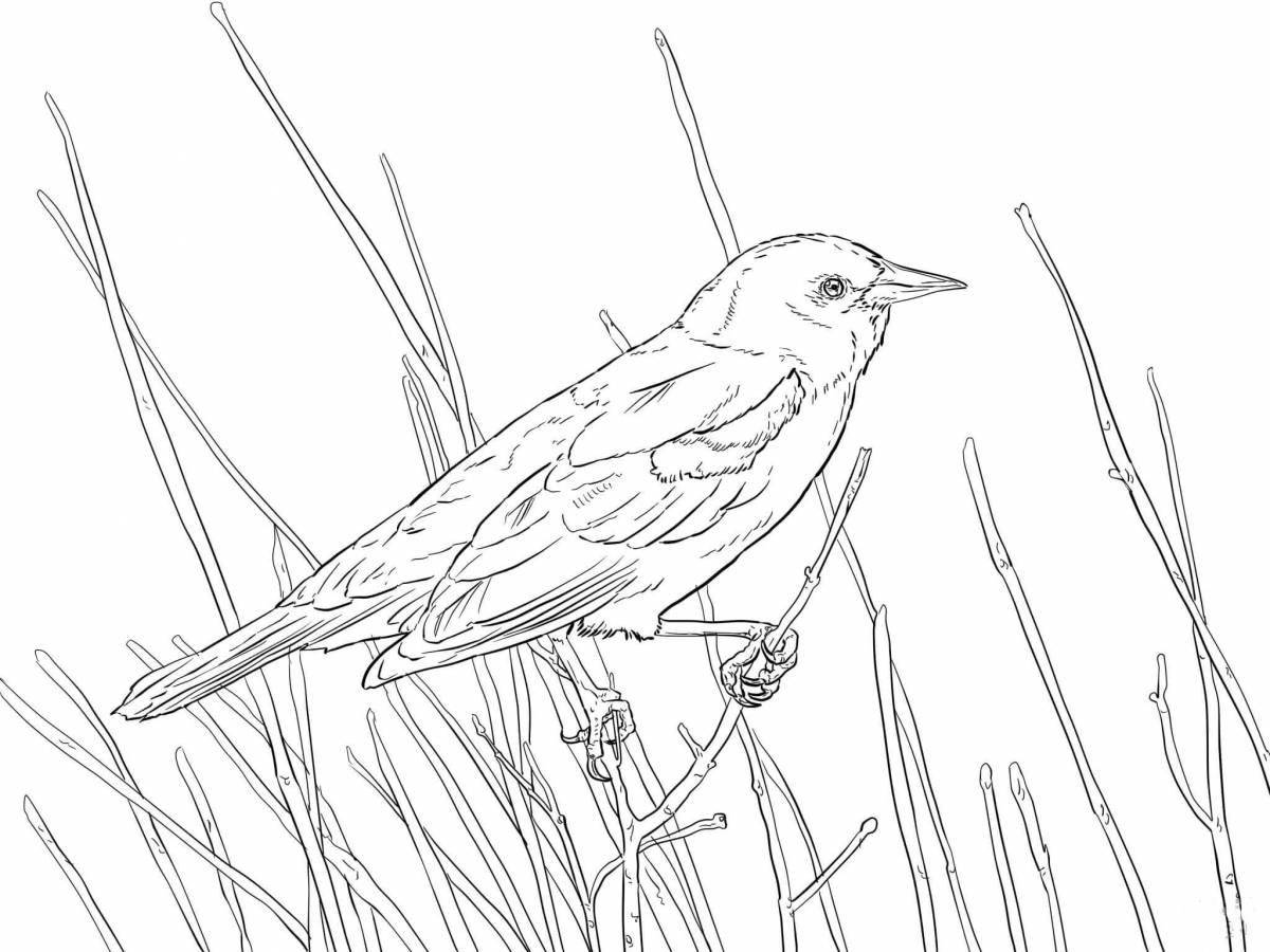 Glowing wagtail coloring page