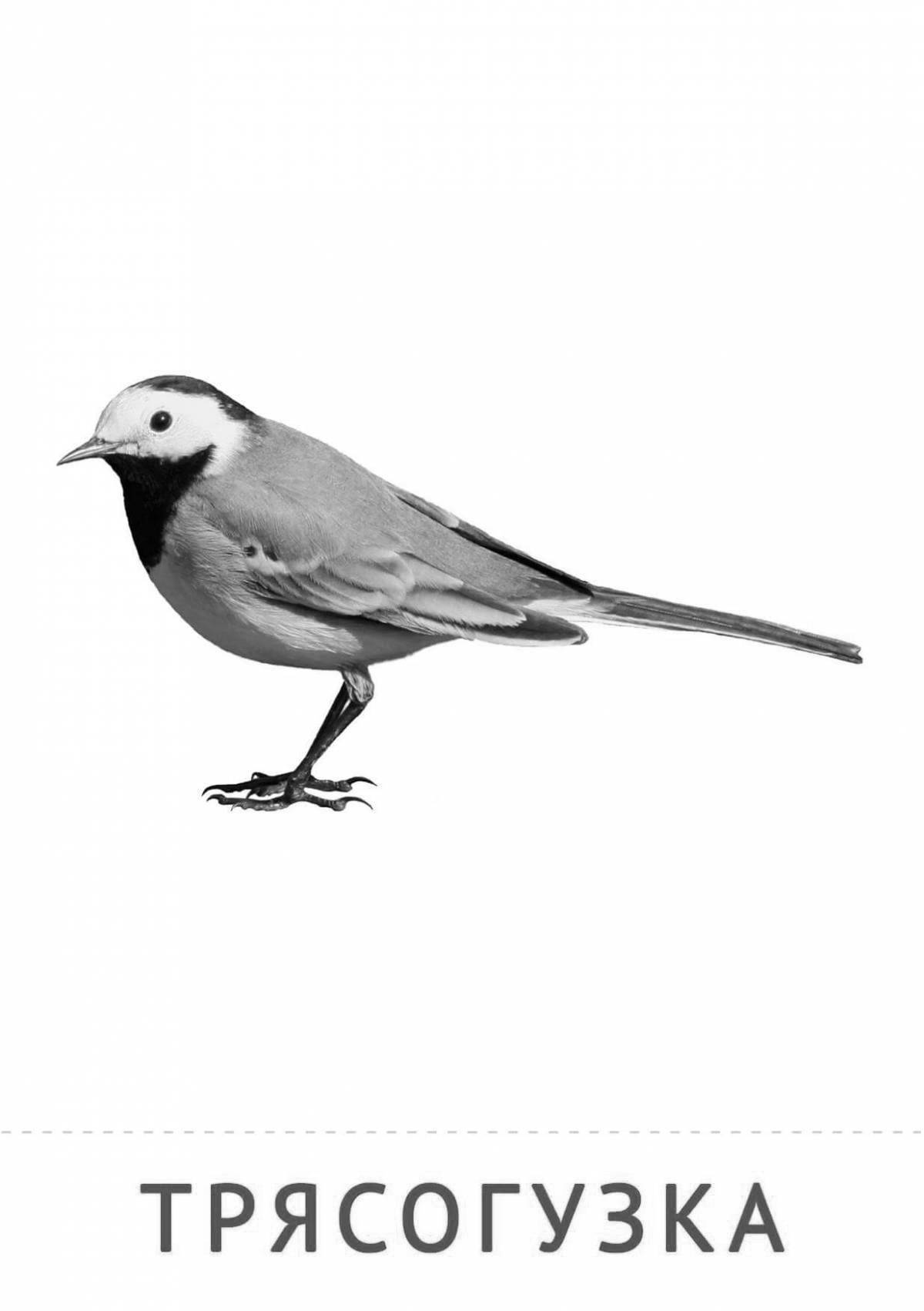 Holiday Wagtail Coloring Page