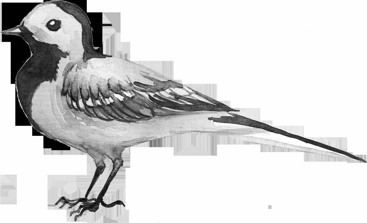 Exotic wagtail coloring page