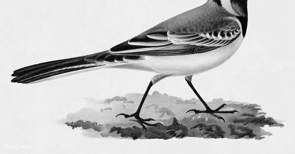 Colored wagtail coloring book