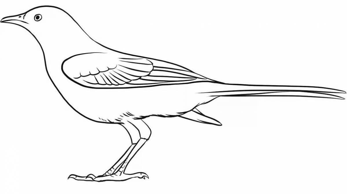 Coloring wagtail