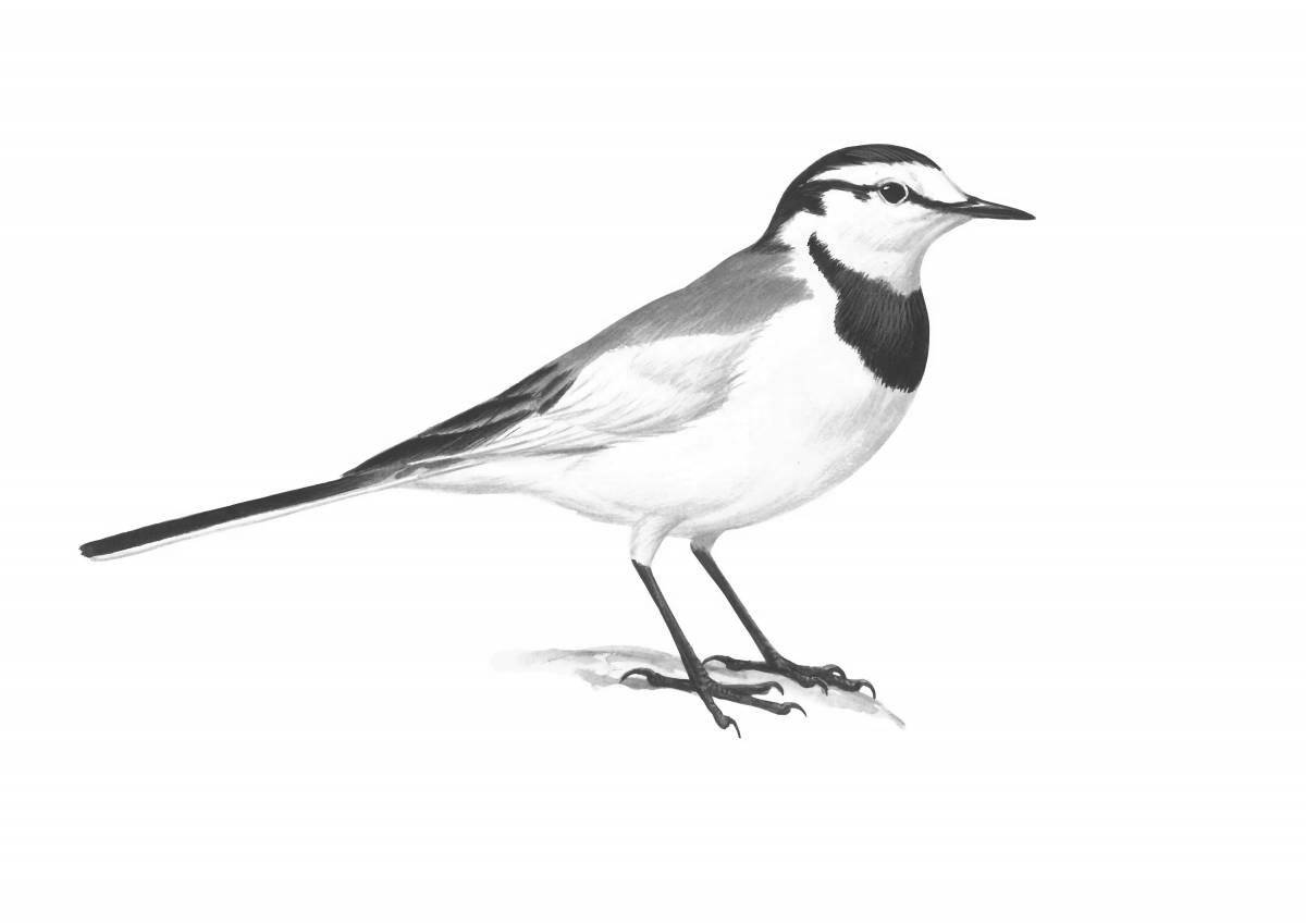 Color-loving wagtail coloring