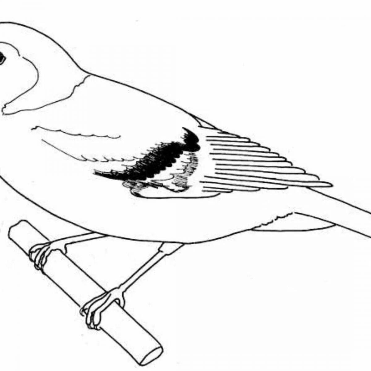 Color-frenzy wagtail coloring page