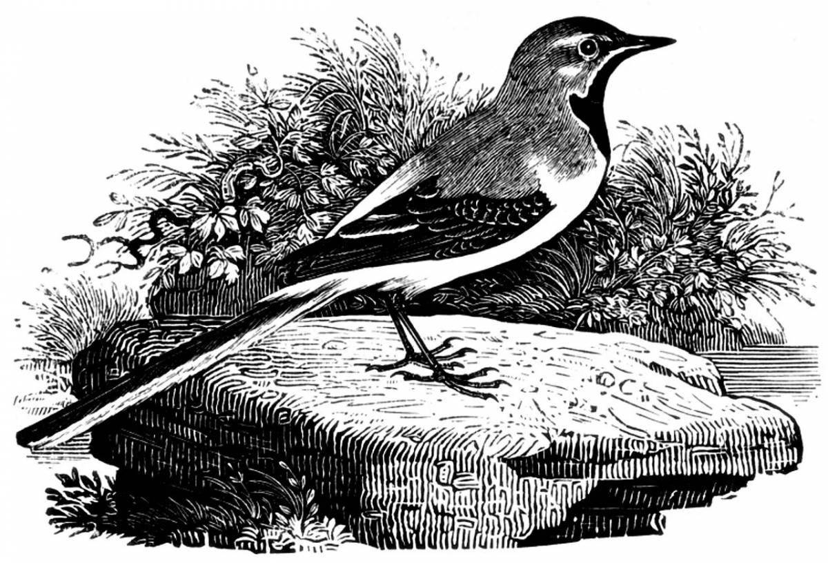 Color-explosion wagtail coloring page