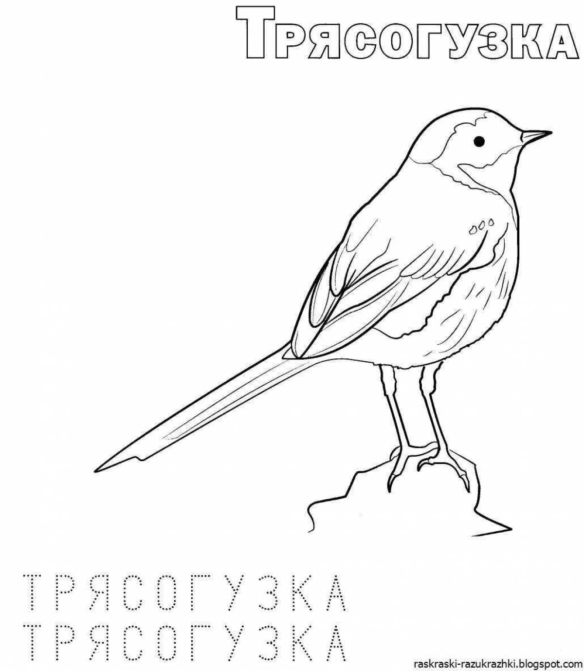 Colour-loving wagtail coloring book