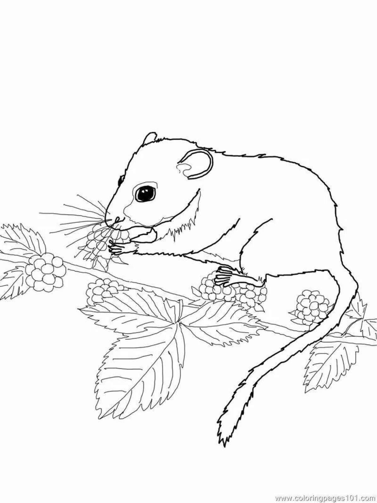 Joyful coloring of rodents