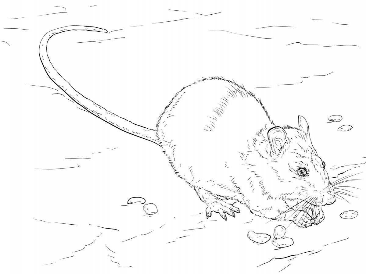 Cunning rodent coloring page
