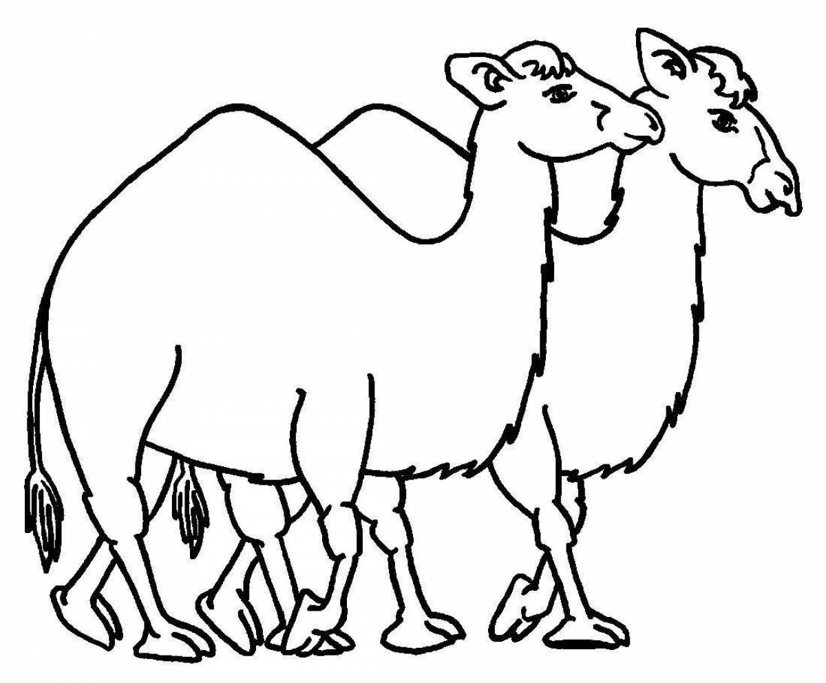 Coloring big camel