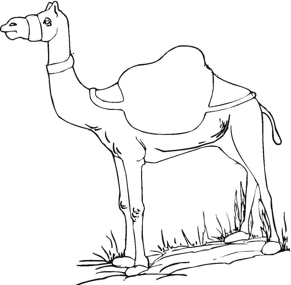 Раскраска славный верблюд