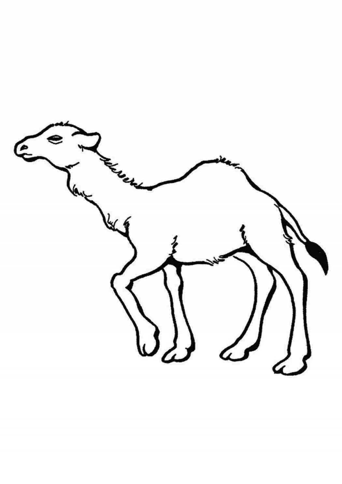 Royal camel coloring page