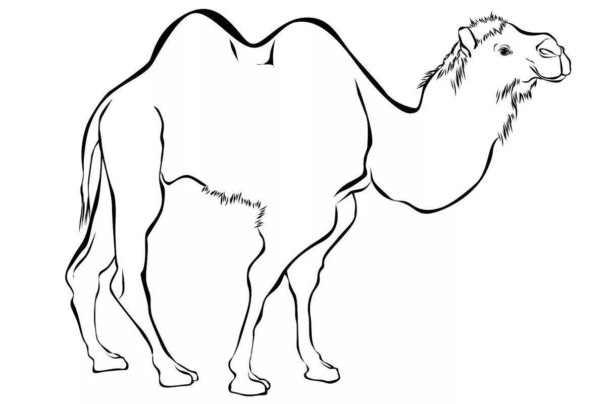 Раскраска сияющий верблюд
