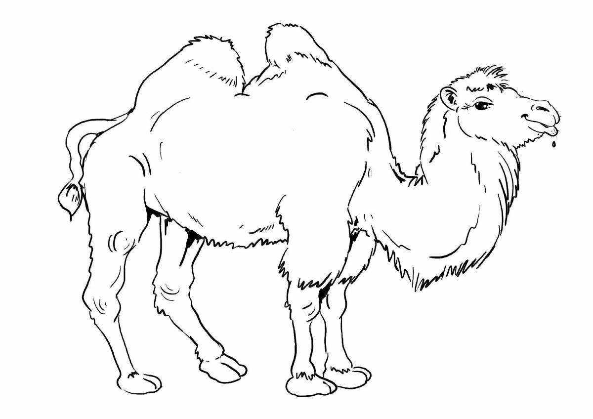 Great camel coloring page
