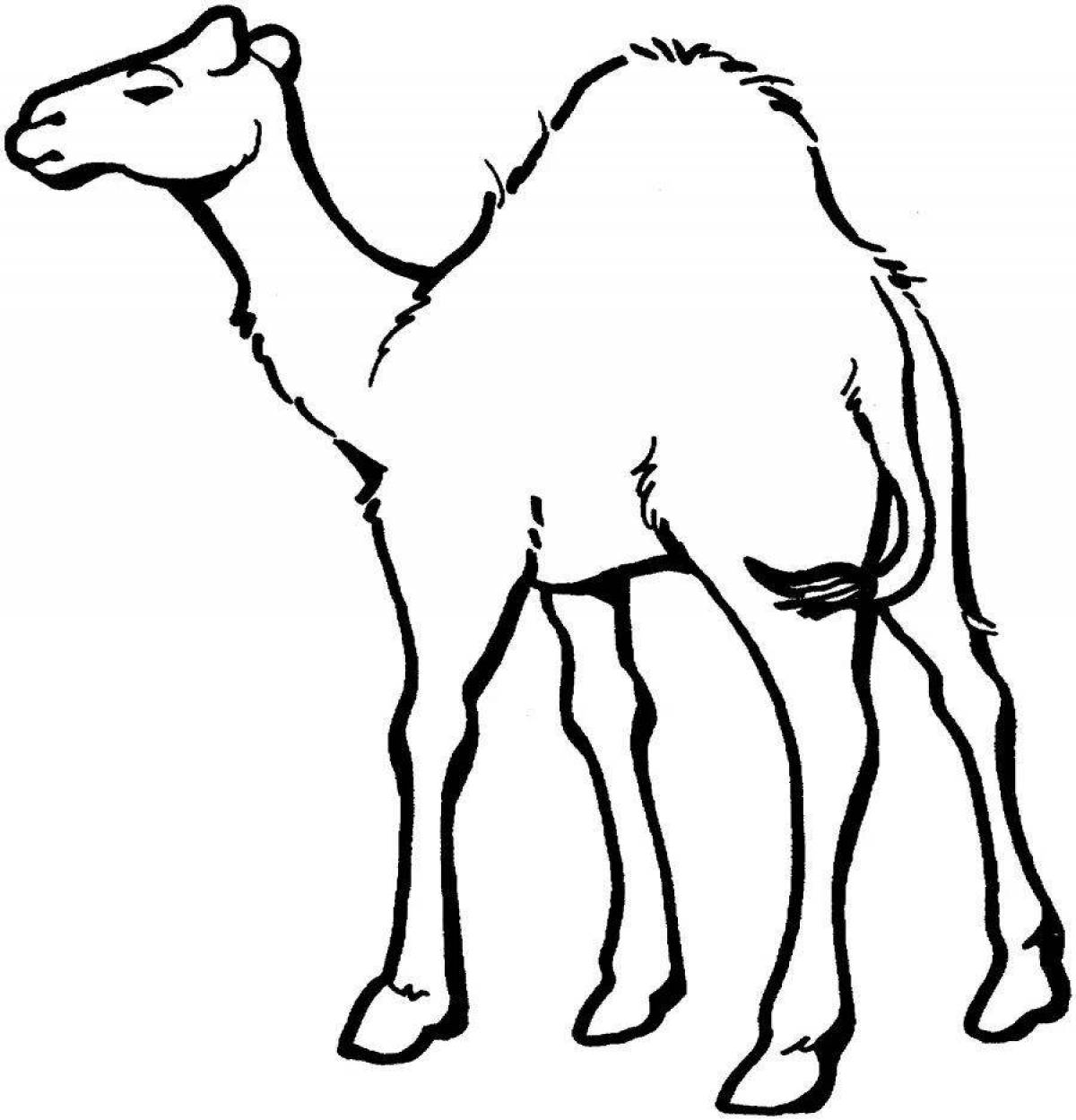 Coloring elegant camel