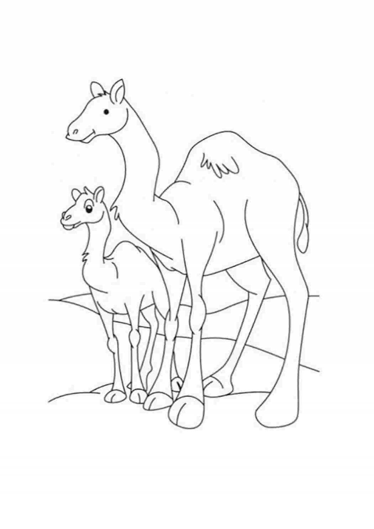 Coloring of noble camel