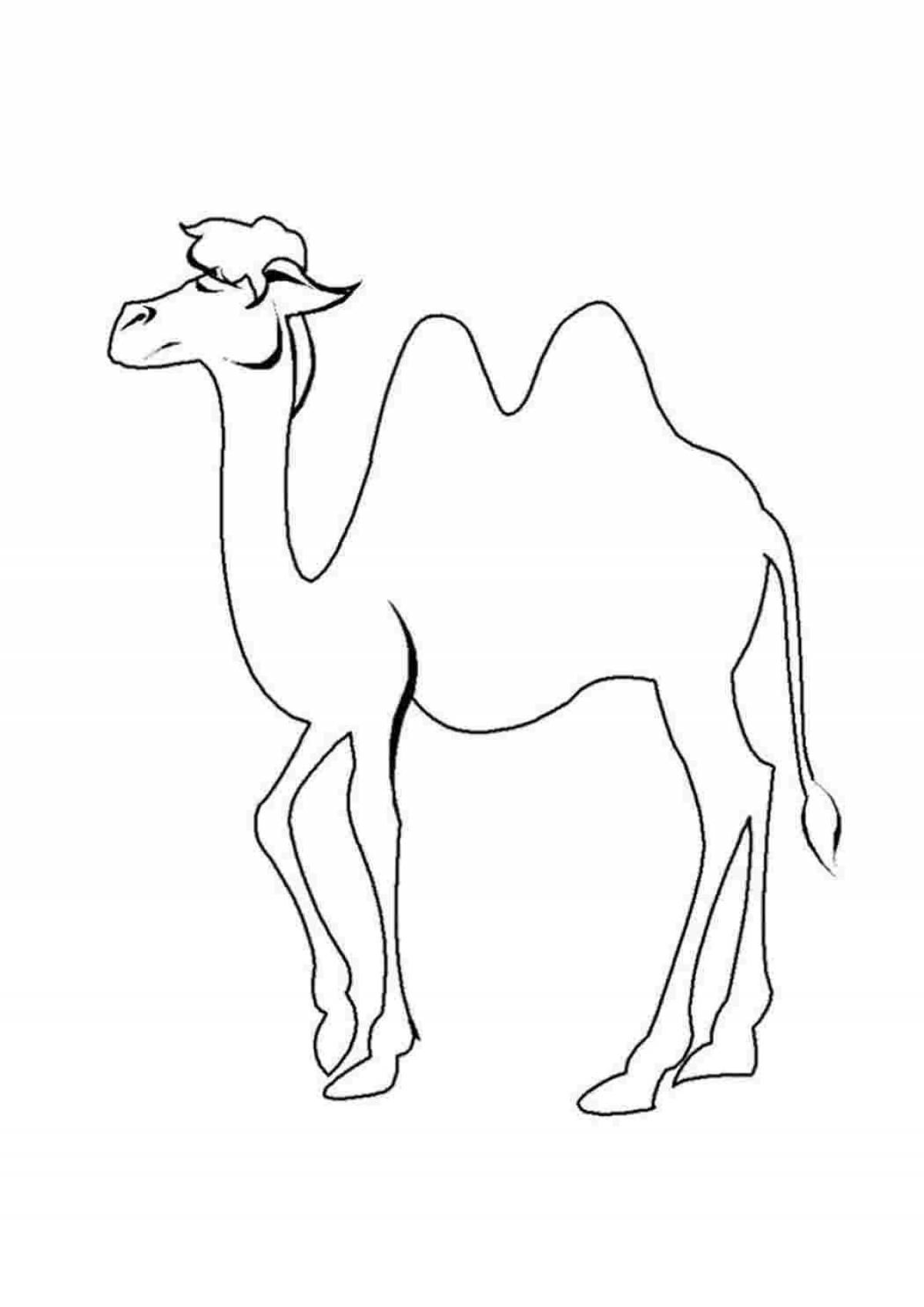 Раскраска грациозный верблюд