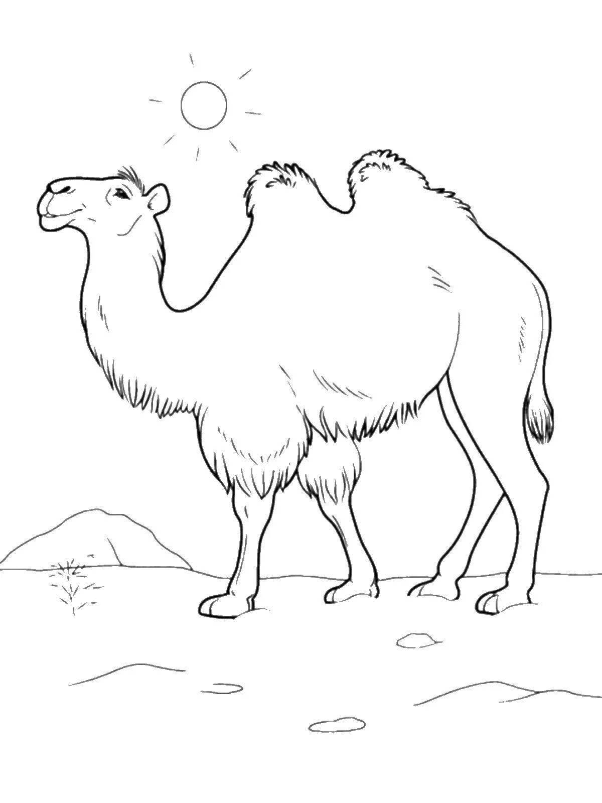 Раскраска великодушный верблюд