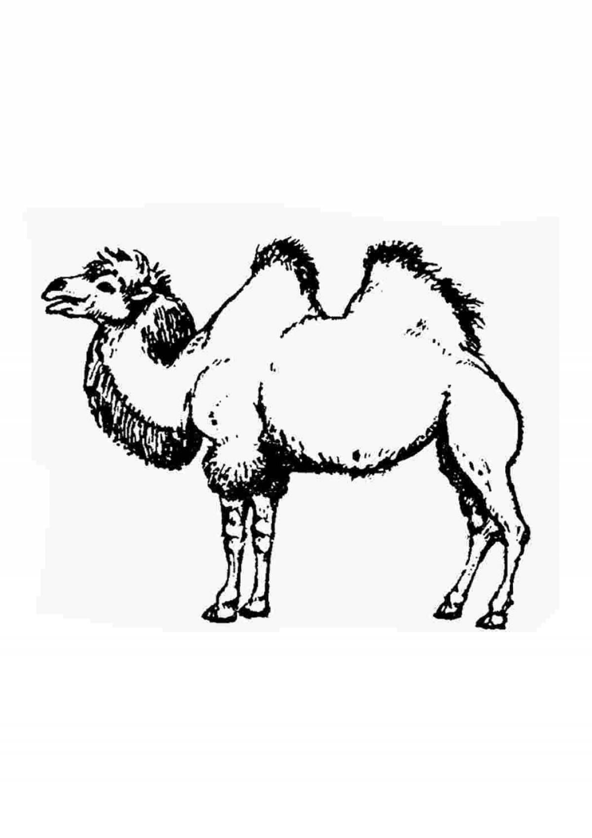 Awesome camel coloring page