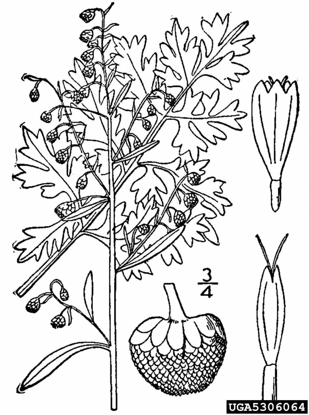 Funny sagebrush coloring page