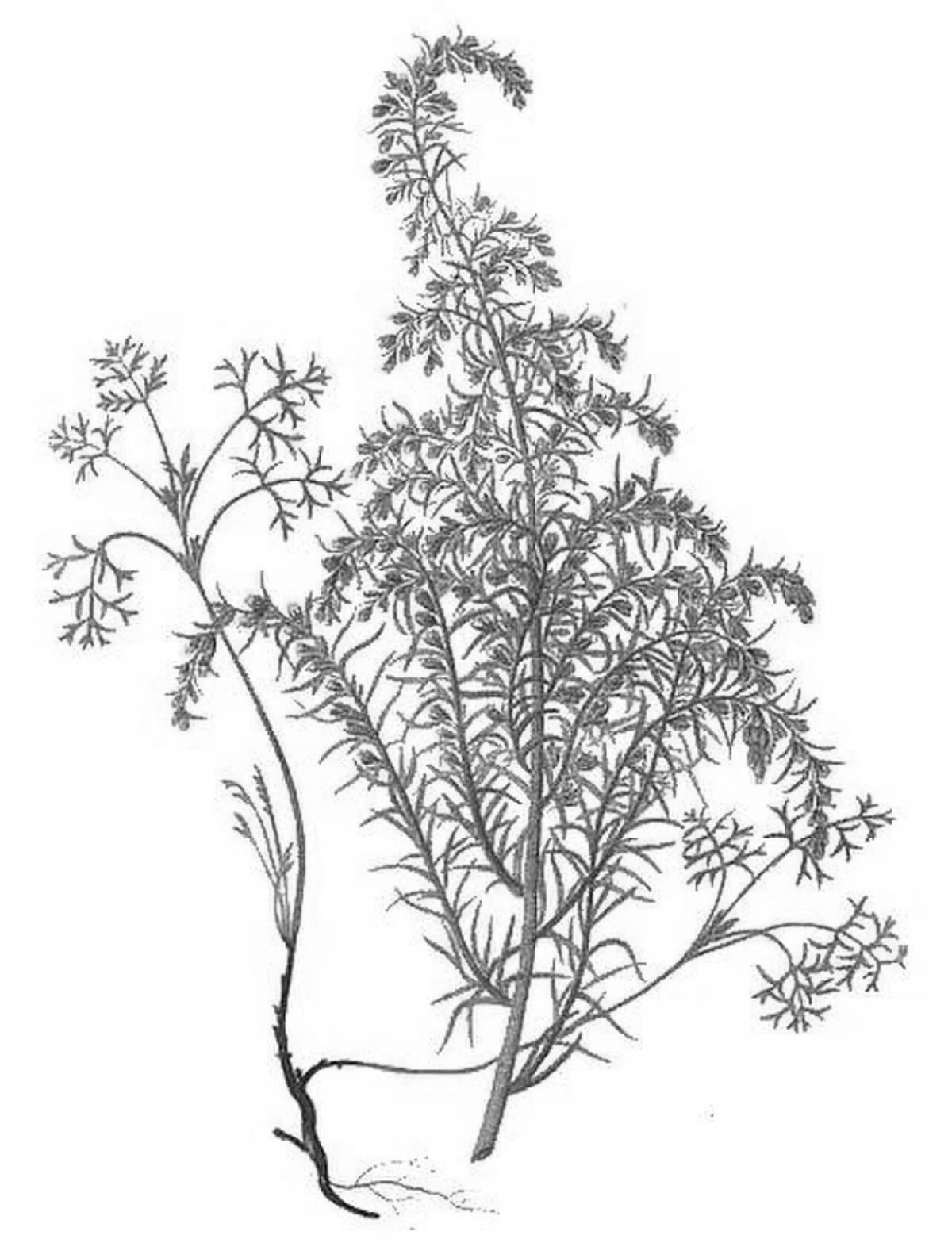 Sagebrush coloring page