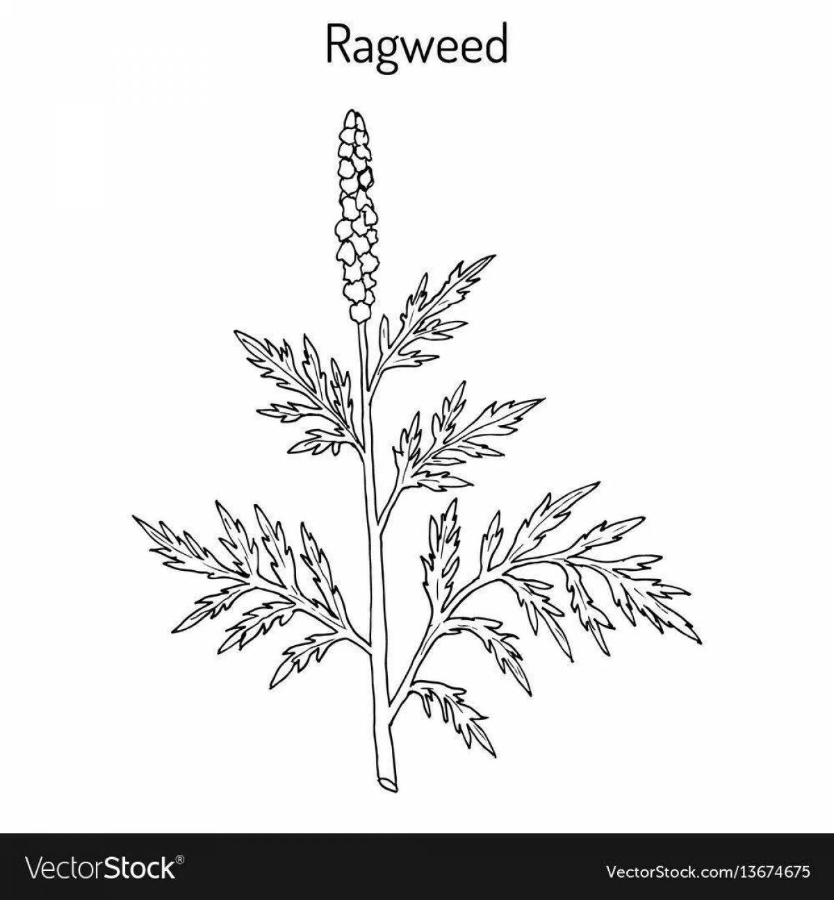 Exquisite wormwood coloring