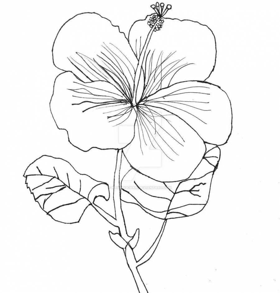 Раскраска петуния цветок