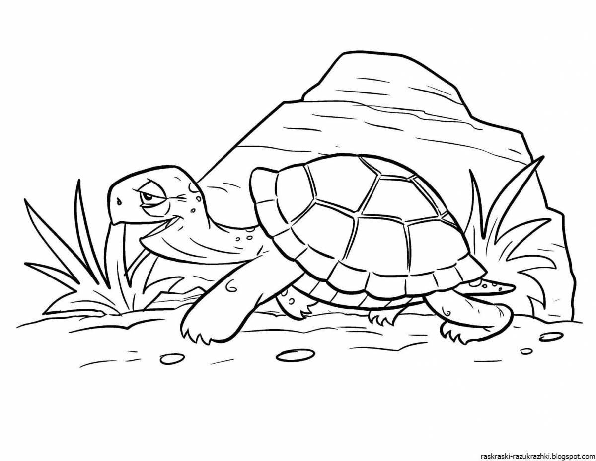 Little turtle coloring pages