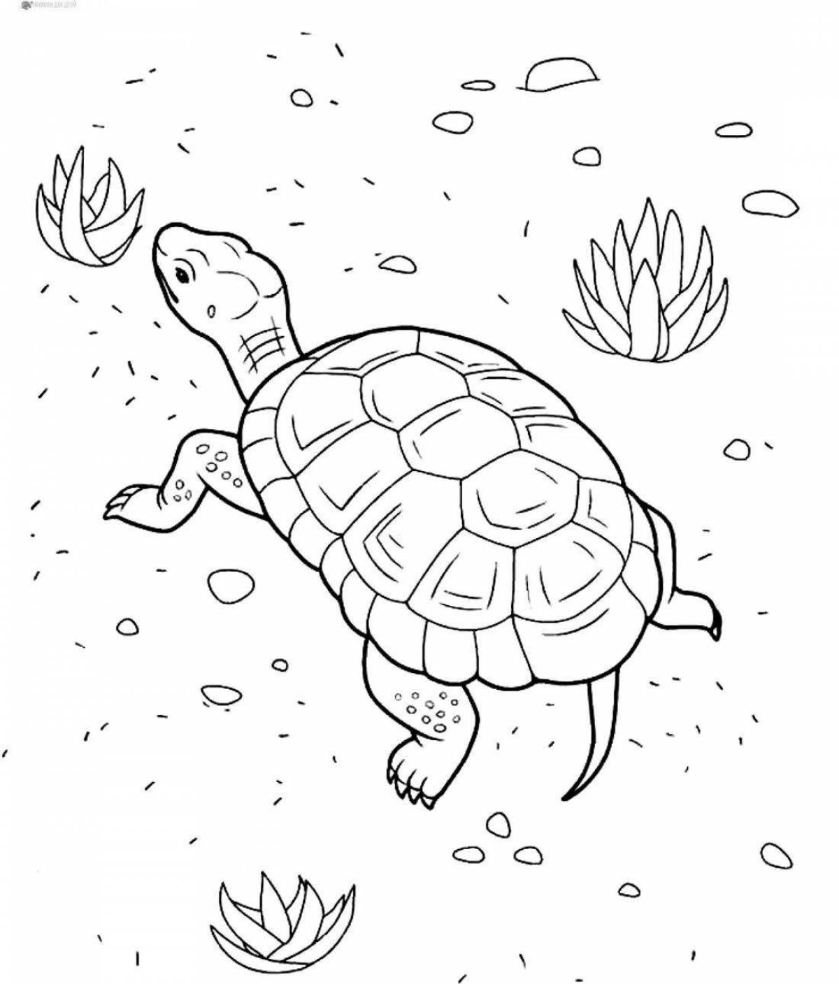 Amazing turtle coloring pages