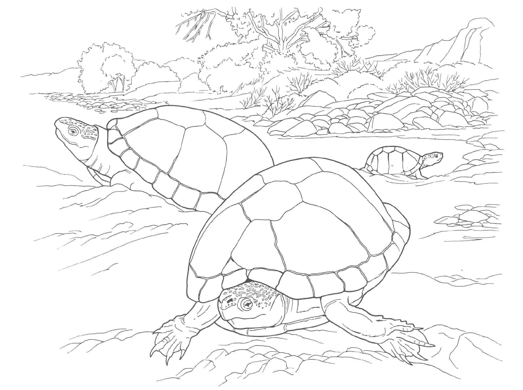 Детские черепахи #10