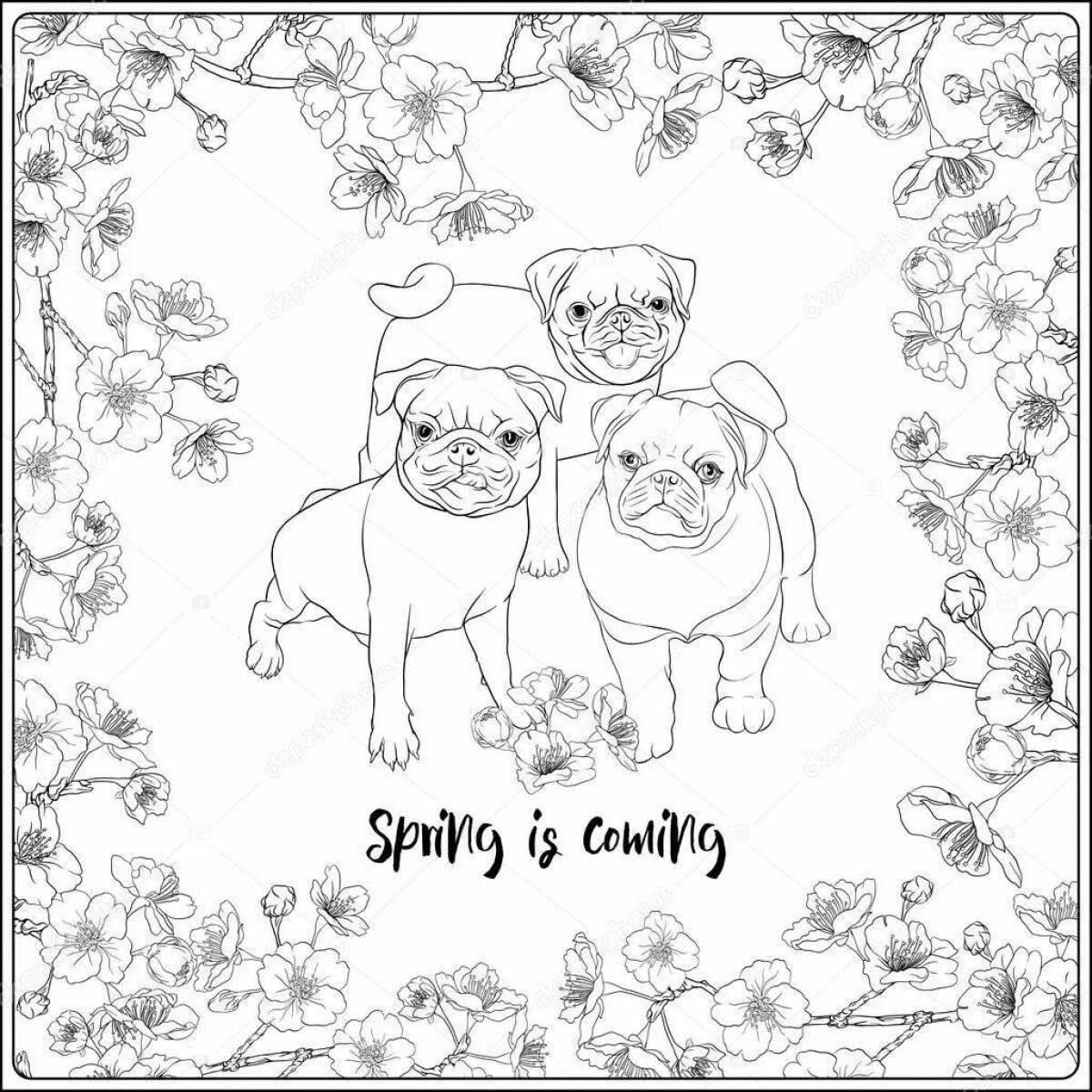 Pj pug live coloring page