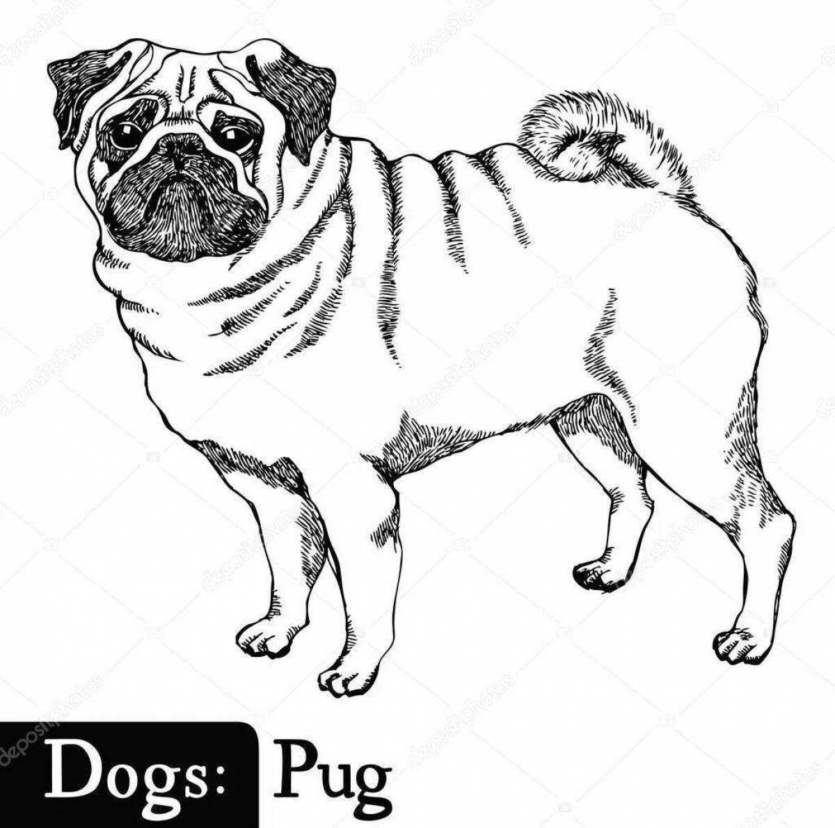 Sparkling pug coloring page pj