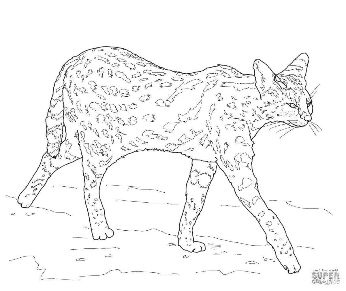 Attractive jungle cat coloring