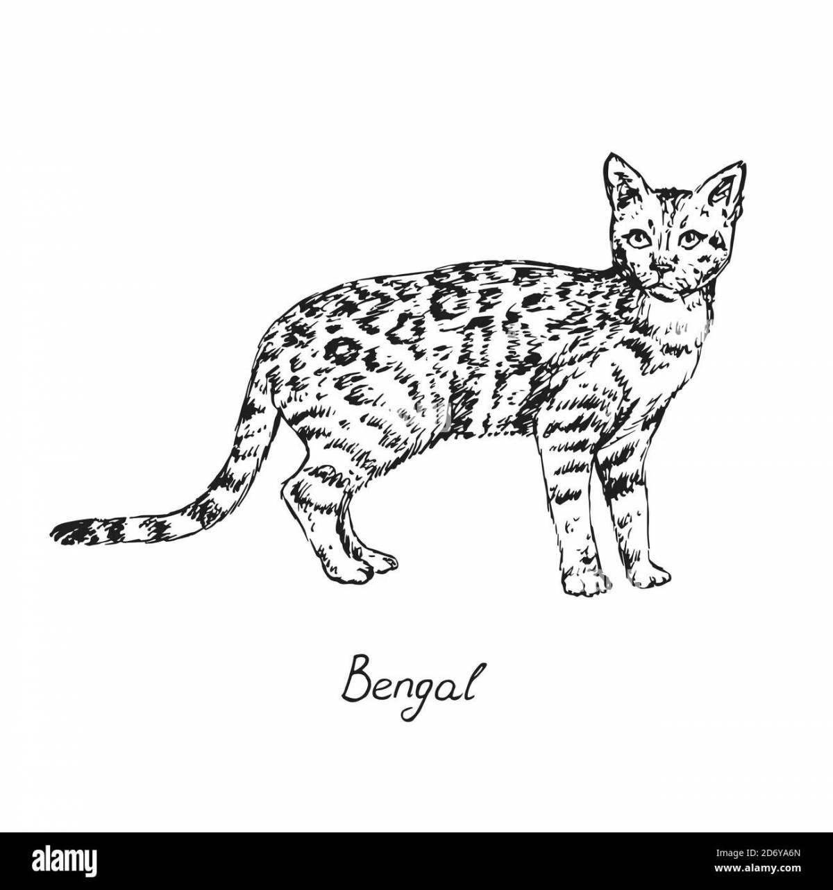 Gorgeous cane cat coloring page