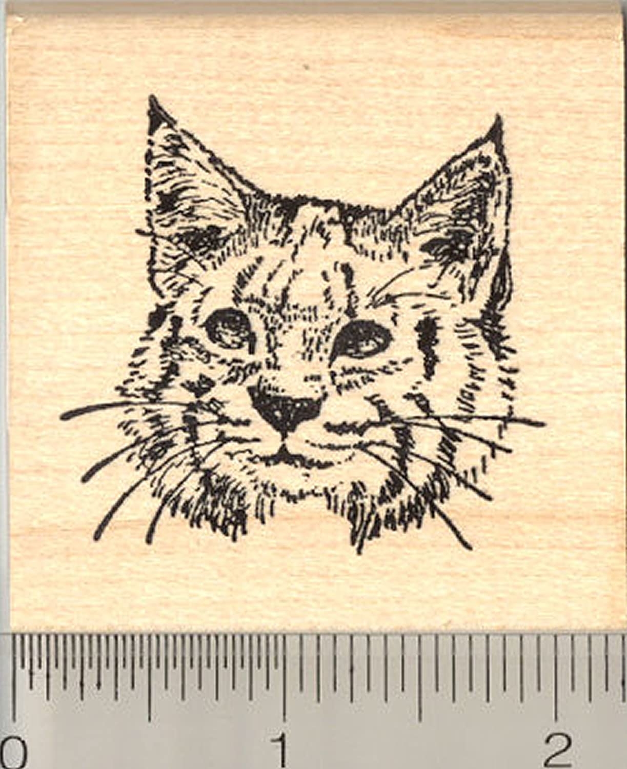 Раскраска блестящий тростниковый кот