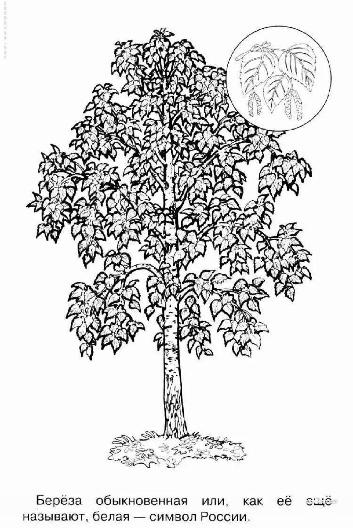 Coloring page joyful dwarf birch