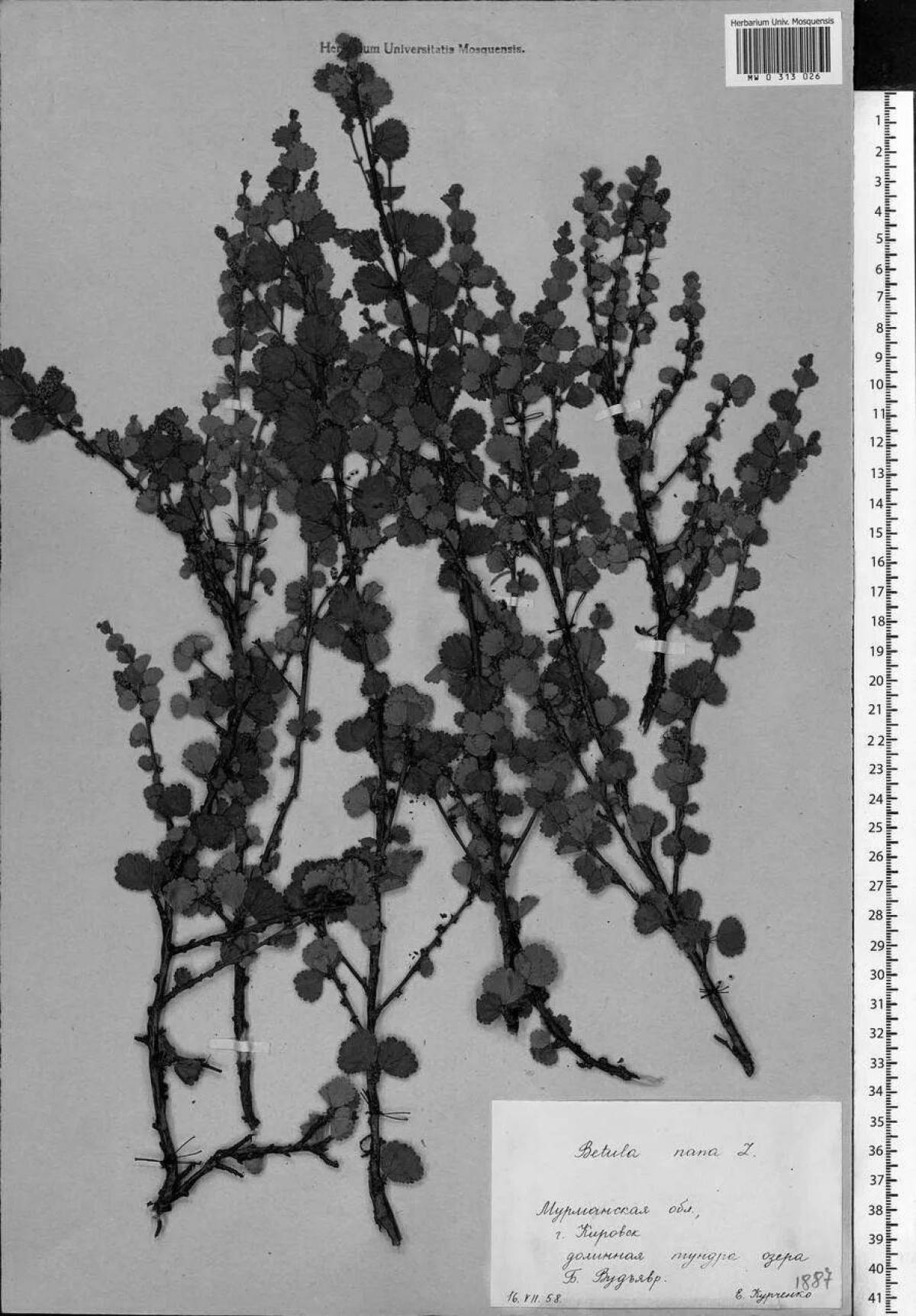 Раскраска Раскраска блестящая карликовая береза