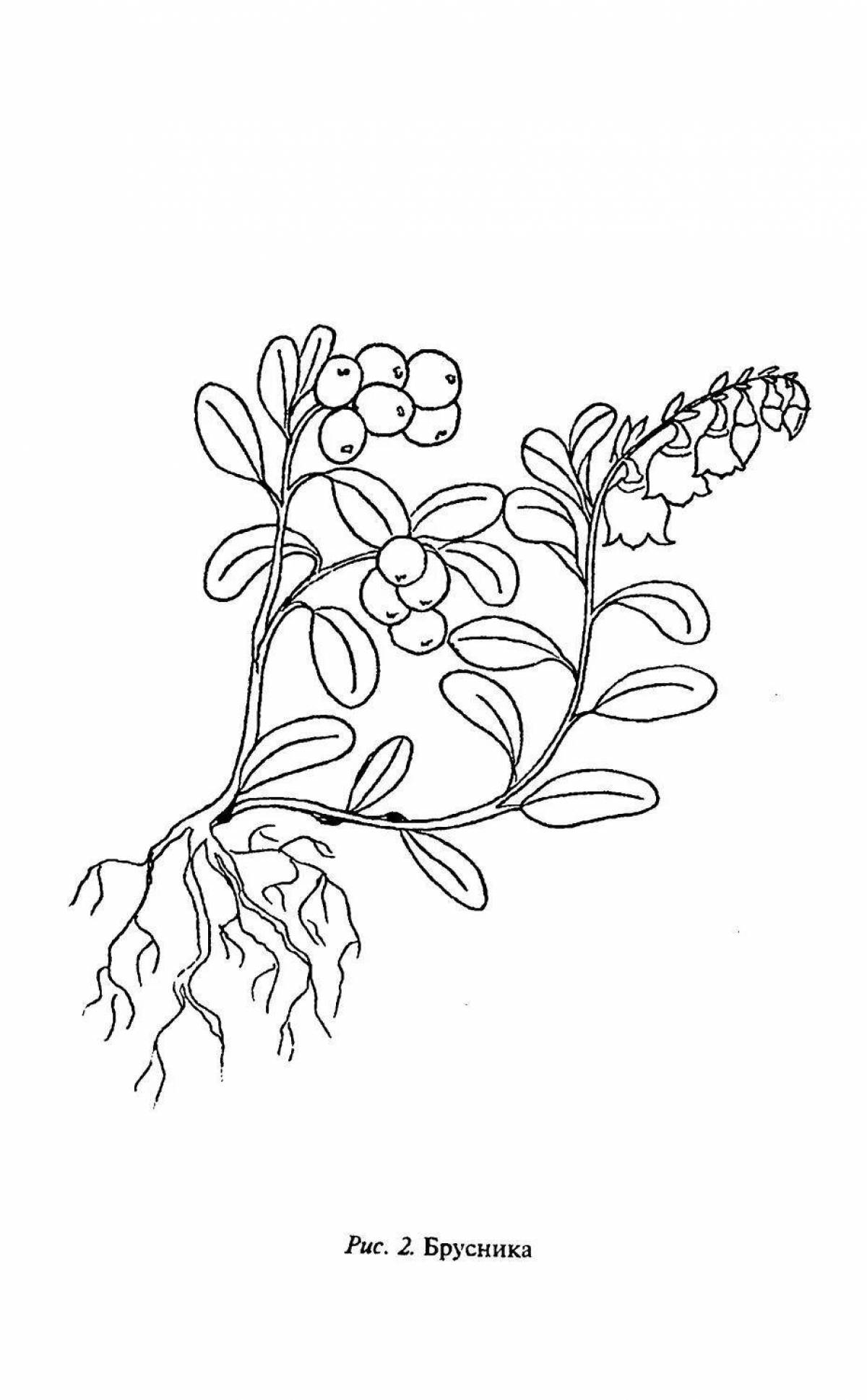 Раскраска Раскраска ликующая карликовая береза