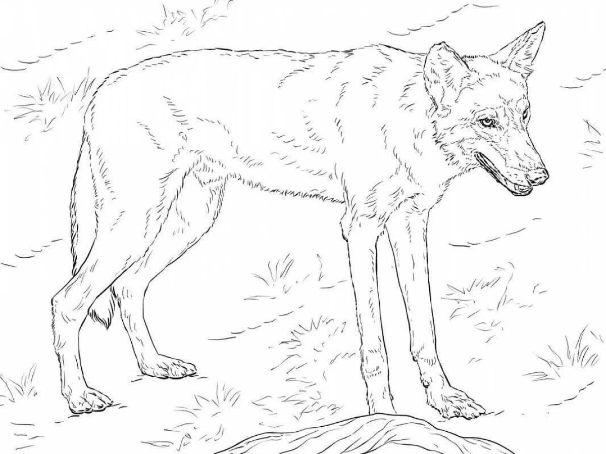 Coloring book bright marsupial wolf